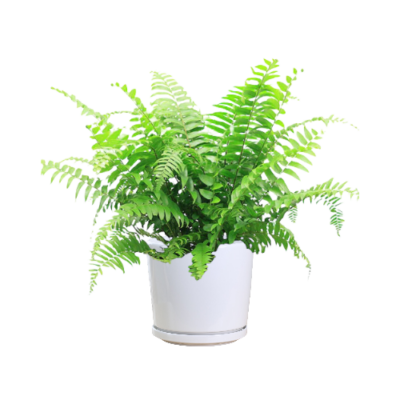 Macho Fern